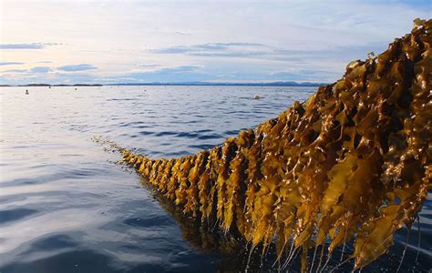 Magix Seaweed Tides: A Treasure Trove of Nutrients